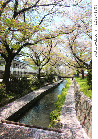 兩個城市的櫻花 125241809