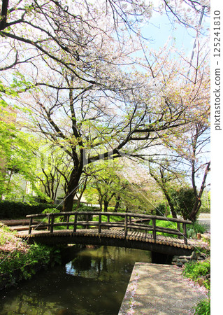 兩個城市的櫻花 125241810