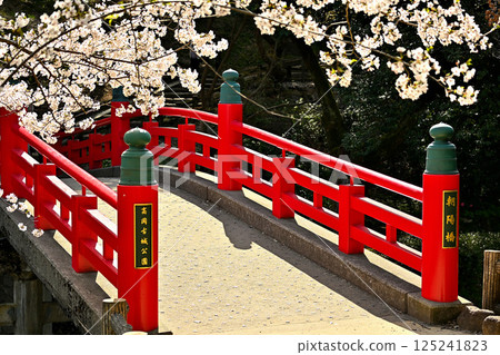 高岡城公園的櫻花 朝日大橋上的櫻花 125241823