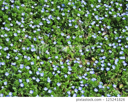 婆婆納,又稱星眼,盛開著 婆婆納,又稱星眼,盛開著 125241826