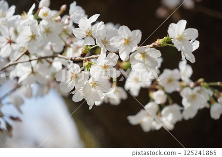 Cherry blossom 125241865