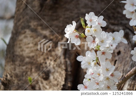 Cherry blossoms blooming in the trunk Cherry blossoms blooming in the trunk 125241866