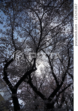 Cherry blossoms looking up 125241867