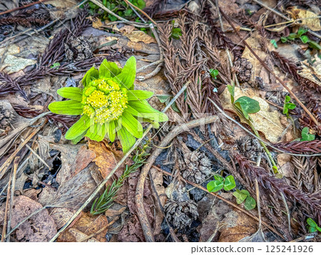 Butterbur shoots in early spring ~Spring in the north~ 125241926
