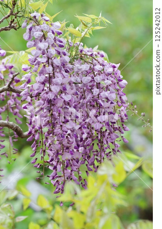 Wisteria flowers  Wisteria flowers 125242012