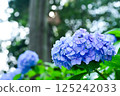 藍色繡球花 125242033