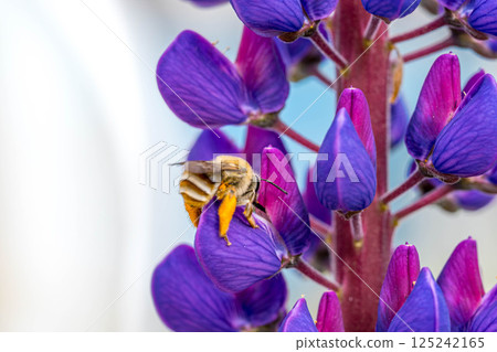 羽扇豆花和蜜蜂屁股 125242165