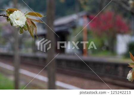 日本岡山縣新見市岩山站美麗的春天景色 125242213
