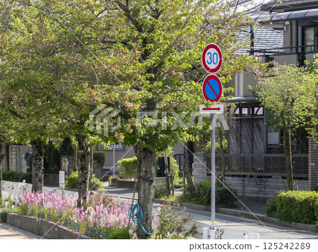 Road sign and cherry blossoms 125242289