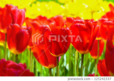 Beautiful tulip flower 125242337