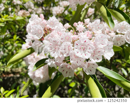 山月桂屬美國杜鵑花 山月桂屬美國杜鵑花 125242350