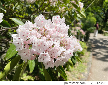 Kalmia American Rhododendron 125242355