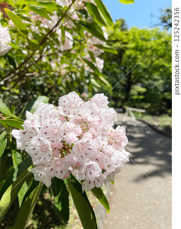 山月桂，美國杜鵑花美麗的粉紅色花朵。 125242356