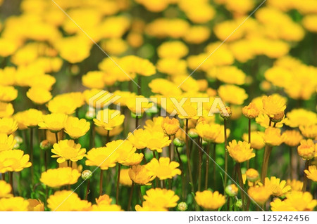 Murcicole Murcicole 125242456