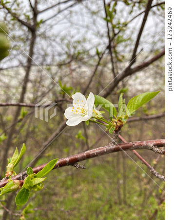 Close-Up of Wild Cherry Flowers Blooming in Spring 125242469