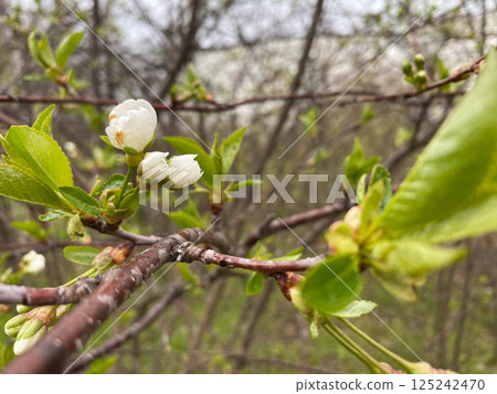 Unopened white buds of wild cherries before blooming Unopened white buds of wild cherries before blooming 125242470