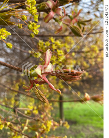 Close-Up of Norway Maple Acer Platanoides Blossoms and Leaves 125242473