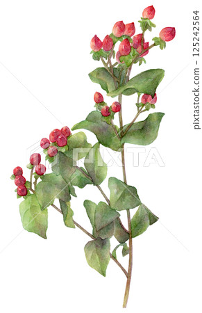 金絲桃水彩插圖 125242564
