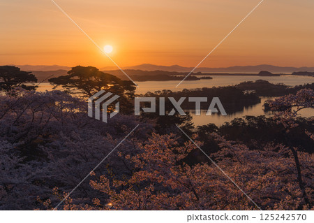 Cherry blossoms and Matsushima Bay as seen from Saigyo-Modoshi-no-matsu Park 125242570