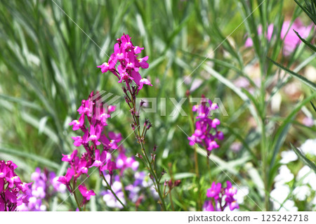 Linaria (Hime Goldfish) Linaria (Hime Goldfish) 125242718