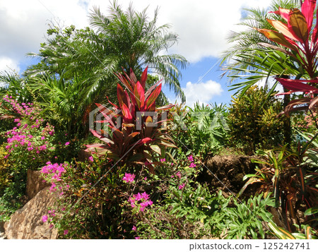 Cordyline fruticosa. It is a medium sized shrub. The slender, pointed leaves come in different colors green, green with white edges, dark red or reddish brown. 125242741
