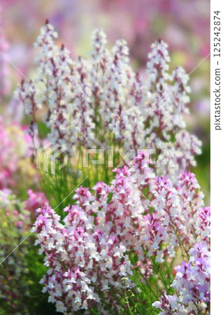 Linaria Linaria 125242874