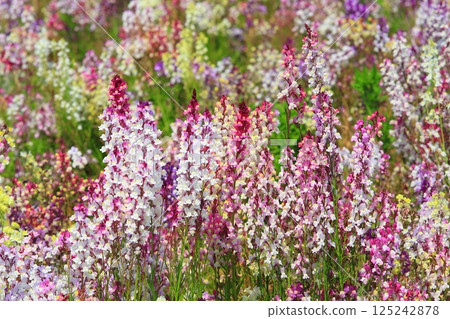 Linaria Linaria 125242878
