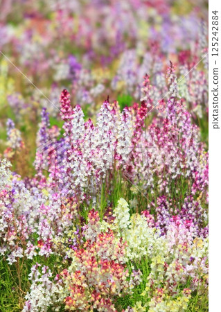 Linaria 125242884