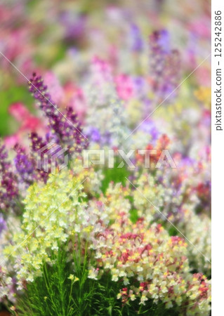 Linaria Linaria 125242886