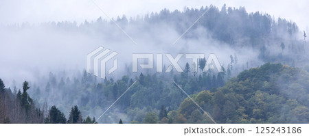 Misty landscape with fir forest trees 125243186