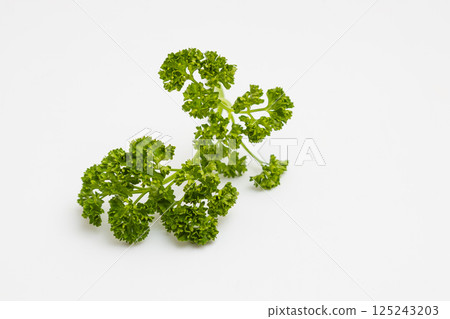 歐芹圖片：白色背景上的歐芹 125243203