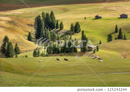 Cows resting on green grass pasture 125243244