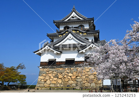 Shiga Prefecture Hikone Castle National Treasure Keep on a Morning with Cherry Blossoms in Bloom 125243253