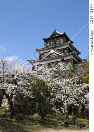 Hiroshima castle and cherry blossoms Hiroshima castle and cherry blossoms 125243370