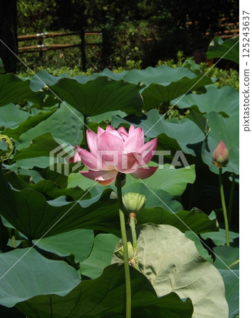 奧加蓮花盛開 奧加蓮花盛開 125243637