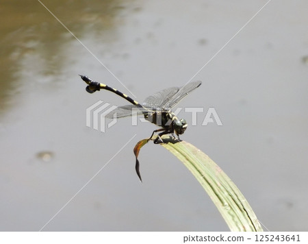 A fan-winged dragonfly resting on a leaf near the water 125243641