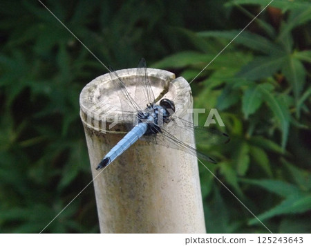 男性Orthetrum albisum 男性Orthetrum albisum 125243643