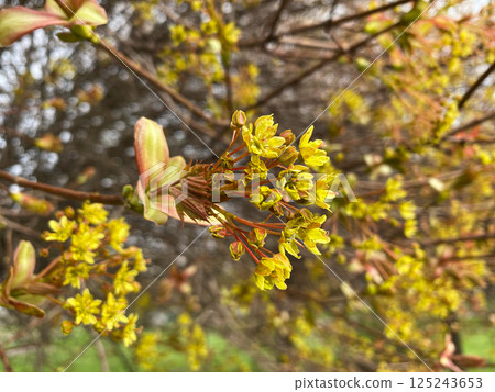 Yellow-Green Bloom of Acer Platanoides Tree Norway Maple 125243653