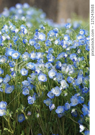 Nemophila flowers, March 2025 Nemophila flowers, March 2025 125243688