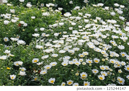 White flowers of North Pole, March 2025 125244147