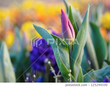 春天的花朵，鬱金香花蕾 125244330