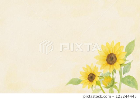 Sunflower flower 125244443