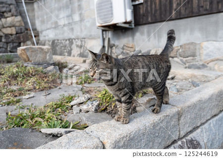 可愛的流浪貓在籬笆上行走，棕色的虎斑貓 125244619