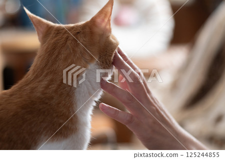撫摸一隻貓,棕色虎斑白 撫摸一隻貓,棕色虎斑白 125244855