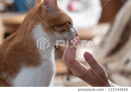 撫摸一隻貓,棕色虎斑白 撫摸一隻貓,棕色虎斑白 125244856