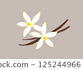 Vector illustration of vanilla beans and vanilla flower 125244966