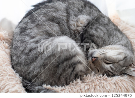 薩巴特拉貓在窗邊睡覺 薩巴特拉貓在窗邊睡覺 125244970