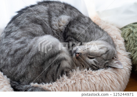 薩巴特拉貓在窗邊睡覺 125244971