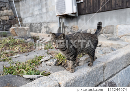 Cute stray cat walking on the fence, brown tabby cat 125244974