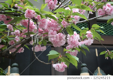 The double cherry blossoms at Taiyuji Temple in Osaka have curved branches. The double cherry blossoms at Taiyuji Temple in Osaka have curved branches. 125245215